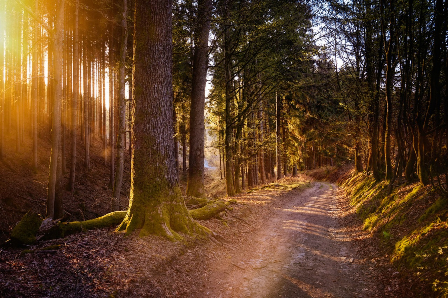 wandertag